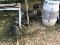 Қабан, Вьетнамская вислобрюхая — 2-сурет