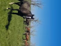 Էգ ձի, Kazakh horse — լուսանկար 4