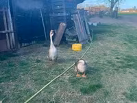 Geese — foto 1