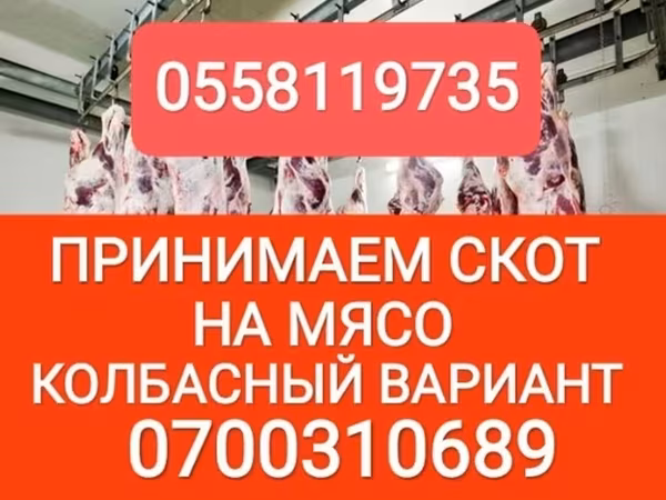 گاو