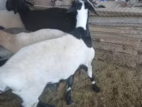 قوچ, Rhon sheep — عکس 1