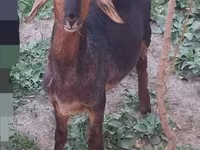 Billy Goat, Goats — photo 1