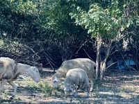 Vædder, Merinoland sheep — foto 8