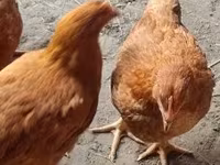 Chickens — الصورة 1