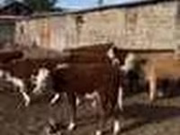 Skot (série, pohlaví neuvedeno), Skot — foto 3