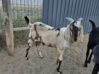 Теке, Nubian Goat — 1-сурет