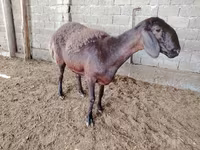 Pecore (lotto, sesso non specificato), Blackheaded Persian sheep — foto 5