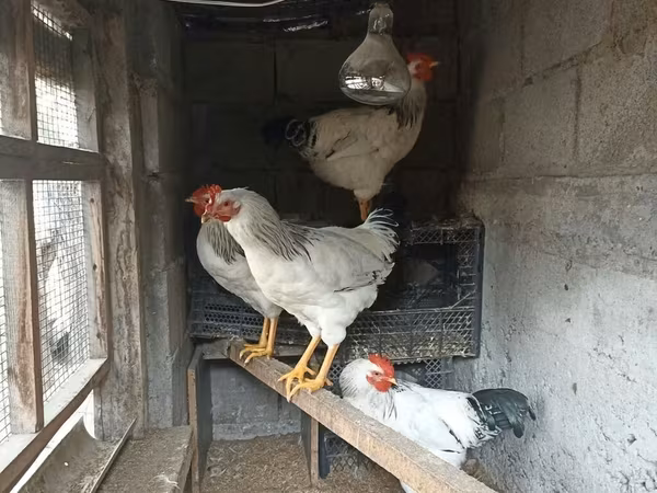 Chickens