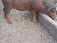Babi hutan, Дюрок — foto 7