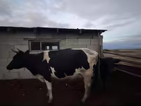 گاو ماده, Russian Black pied cattle — عکس 2