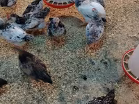 Chickens — foto 4