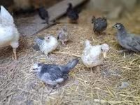 Chickens — รูปภาพ 1
