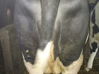 Tehén, Russian Black pied cattle — 3. fotó