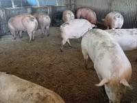 Schweine (Partie, Geschlecht nicht angegeben), Крупная белая — Foto 8