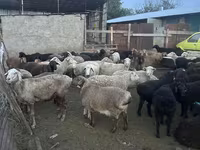 مینڈھا, بھیڑیں — تصویر 4