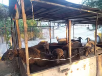 Kambing jantan, Sheep — foto 3