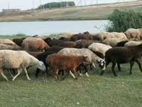 قوچ, گوسفند — عکس 2