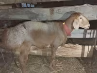 Beran, Arashan sheep — foto 4