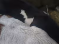 گاو نر, Simmental cattle — عکس 2