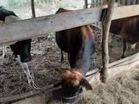 Bou, Russian Black pied cattle — foto 2