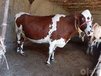 Krava, Simmental cattle — foto 3