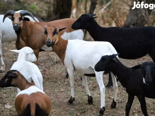 Ovce, Cameroon sheep