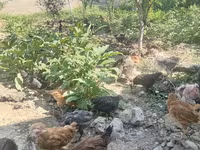 Chickens — عکس 3