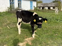 Kuh, Russian Black pied cattle — Foto 5