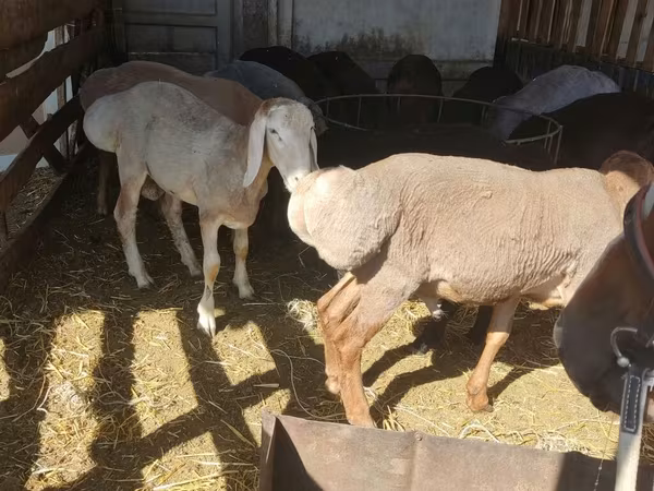 Ovca, Romanov sheep