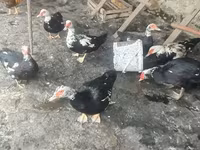 Ducks — รูปภาพ 2