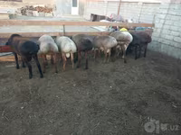 قوچ, Arashan sheep — عکس 1