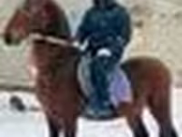 Асп, Arabian horse — акс 6