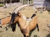 Kambing betina, Goats — foto 4