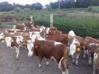 Bik, Simmental cattle — fotografija 1