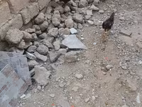 Chickens — foto 6
