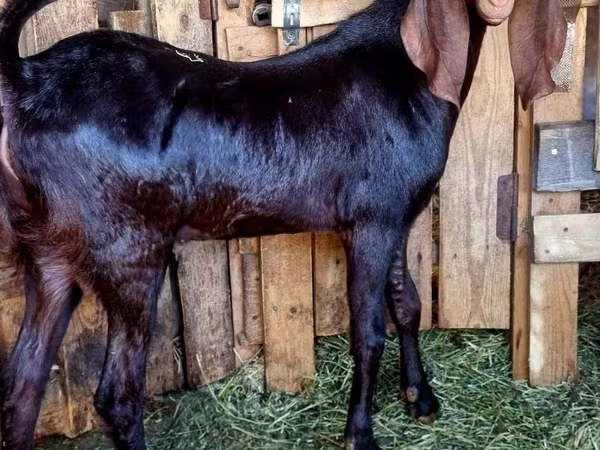بز نر, Kamori goats