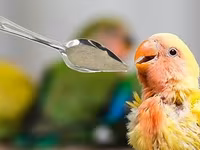NutriBird A21 – əl ilə bəslənən quş balaları üçün yem qarışığı — عکس 2