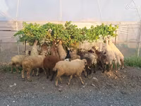 كبش, الأغنام — الصورة 1
