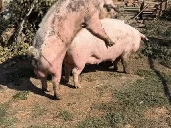 แม่สุกร, Крупная белая