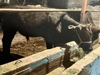 گاو نر, Swiss cattle — عکس 3