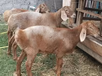 میش, Arashan sheep — عکس 6