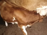 Krava, Simmental cattle — fotografija 2