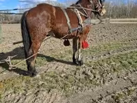 母马, Horses — 照片 8
