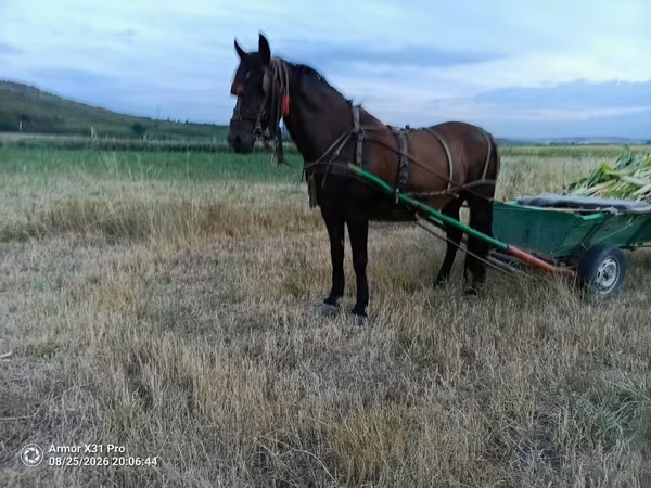 Mare, Horses — Moldova
