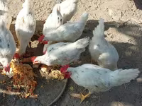 Chickens — foto 1
