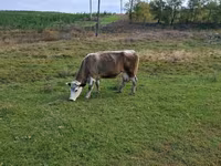 Tehén, Russian Black pied cattle — 3. fotó