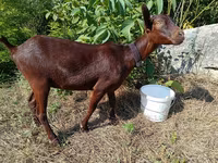 Keçi, Murcia-Granada goats — foto 2