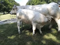 Корова, Charolais cattle — фото 3