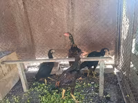 Chickens — Foto 1