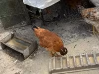 Chickens — picha 4